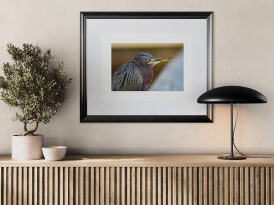 Green-Heron-with-Spider-Web_Original_Photograph_by_Kim_A._Bailey over a credenza