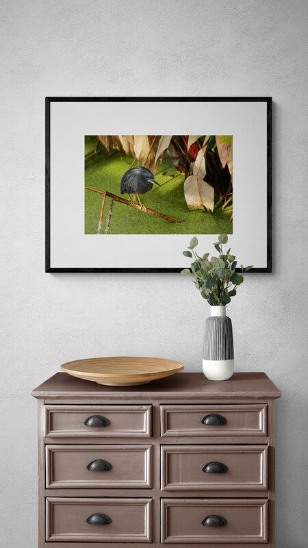 Green_Heron Original Photograph by Kim A. Bailey over a chest of drawers