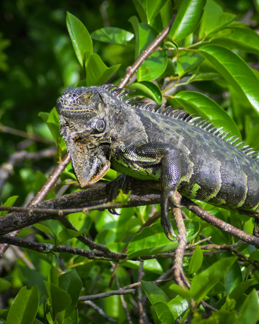 Green Iguana hanging in a tree in the sun