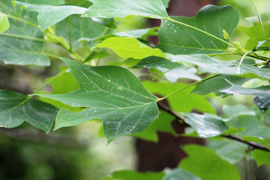 Close-up photograph of green maple leaves with visible water droplets and veins, backlit by sunlight.