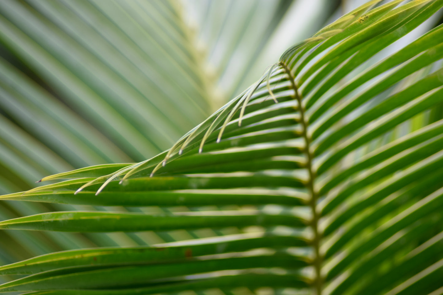 Lines of the Green Palm Frond 2