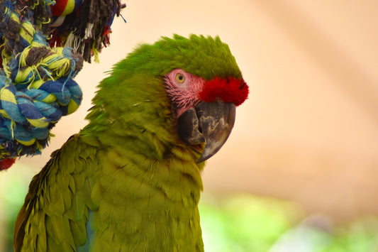 A close-up color photograph of a green parrot with a red beak and eye patch, taken by Kim A. Bailey.