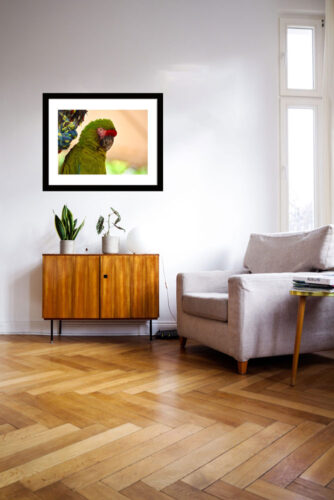 Green Parrot, Original Photograph by Kim A. Bailey