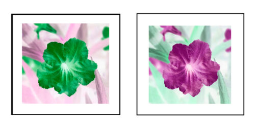 Green Petunia (Customizable) Square Framed Photo
