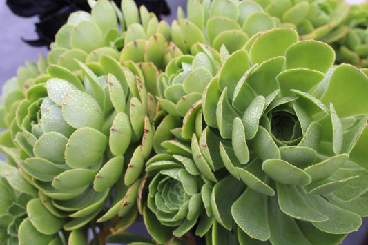 Close-up of green succulent plants with a blurred background. Original Photograph by Kim A. Bailey