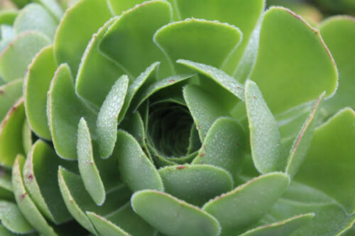 Green Succulent, Original Photograph by Kim A. Bailey