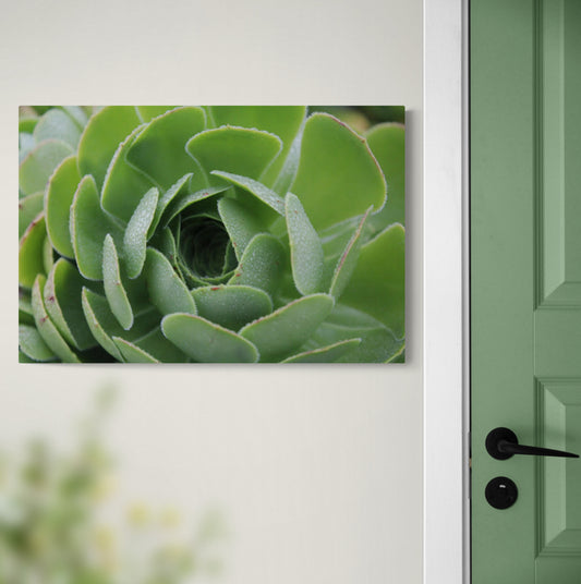 Green Succulent, Original Photograph by Kim A. Bailey