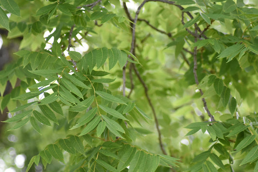 A close-up photograph of green tree leaves with a blurred background, showcasing the texture and color of the foliage. Green Tree Leaves, Original Photograph by Kim A. Bailey