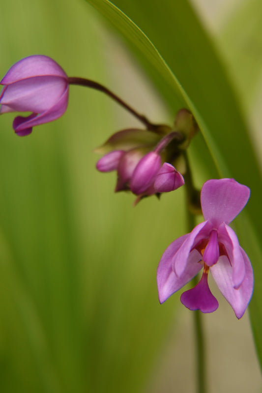 A close-up photograph of tiny purple ground orchids with green leaves in the background. Ground Orchid Original Photograph by Kim A. Bailey