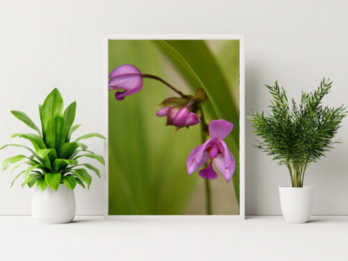 Ground Orchid Original Photograph by Kim A. Bailey in a White Frame