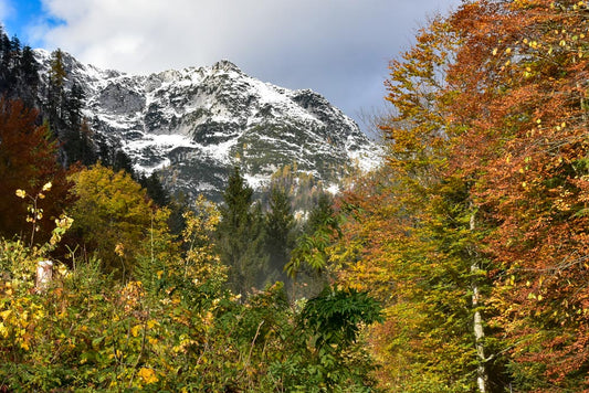 A scenic view of Hallstatt Mountain with a foreground of colorful trees and a snow-capped mountain range in the background. Hallstatt-Mountain-Original Photograph by Kim A. Bailey