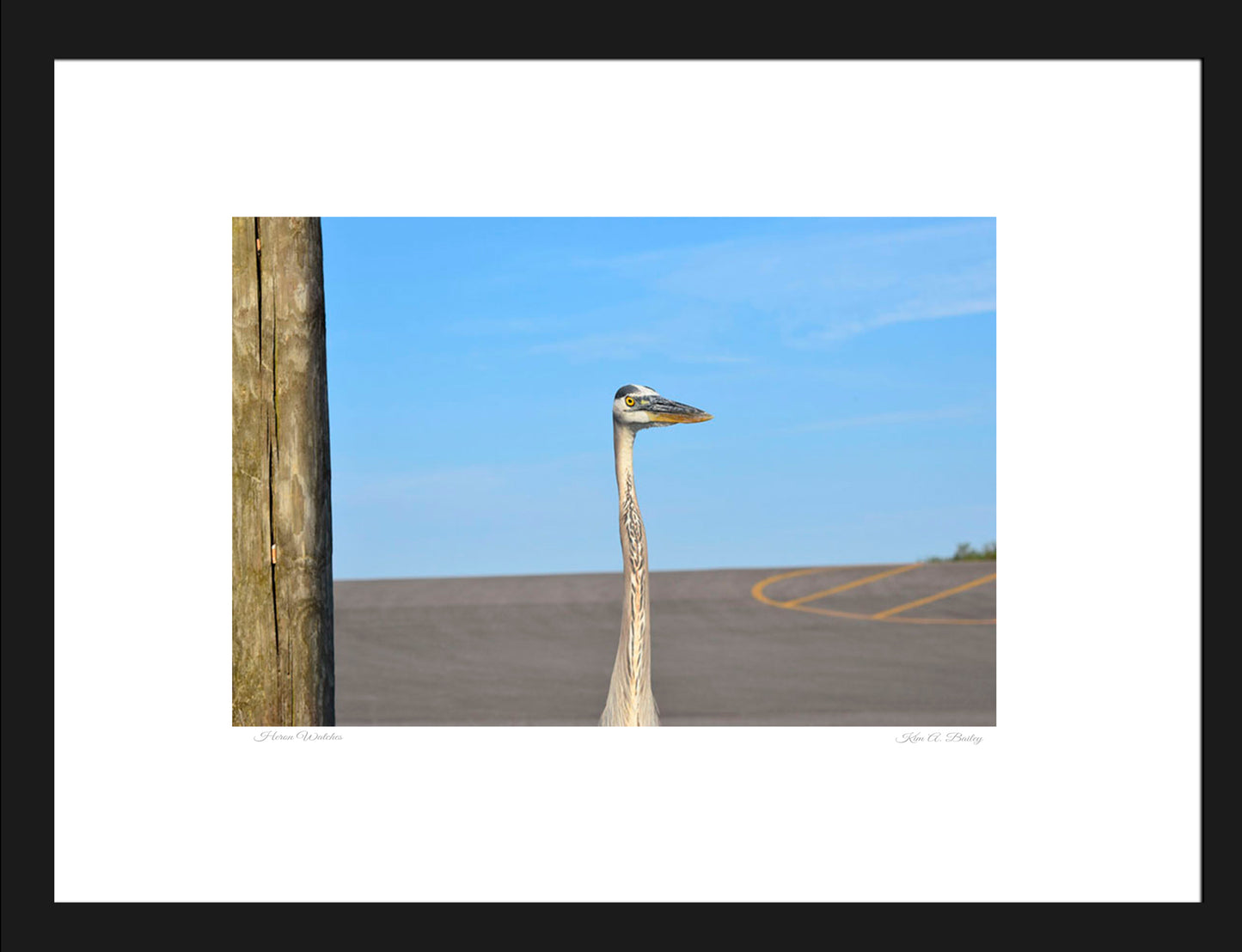 Heron Watches