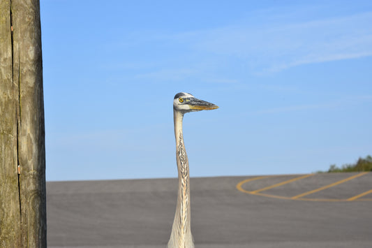 A photograph of a heron titled 'Heron Watches'. The heron is positioned near a wooden post with a parking lot in the background. Heron Watches, Original Photograph by Kim A. Bailey