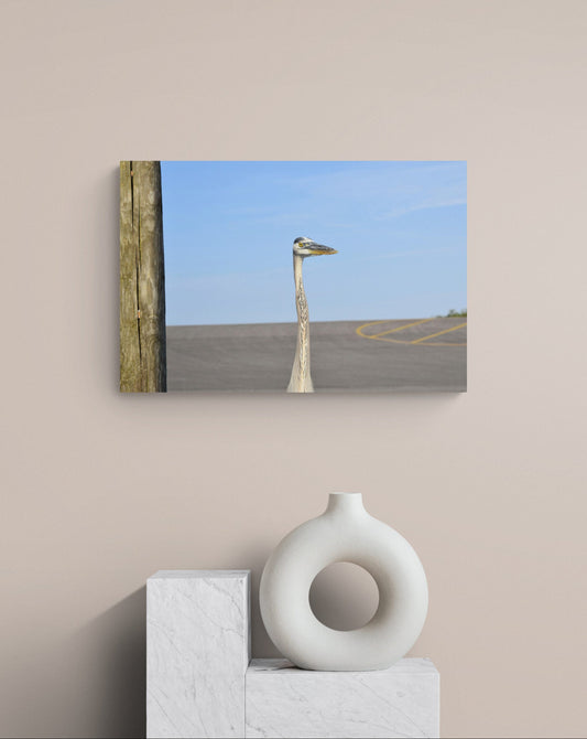 Heron Watches, Original Photograph by Kim A. Bailey