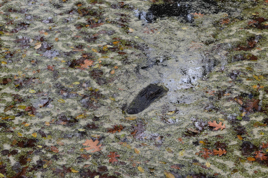 A photograph titled 'Hiding Alligator' by Kim A. Bailey, depicting an alligator camouflaged in a natural setting with greenery and water.