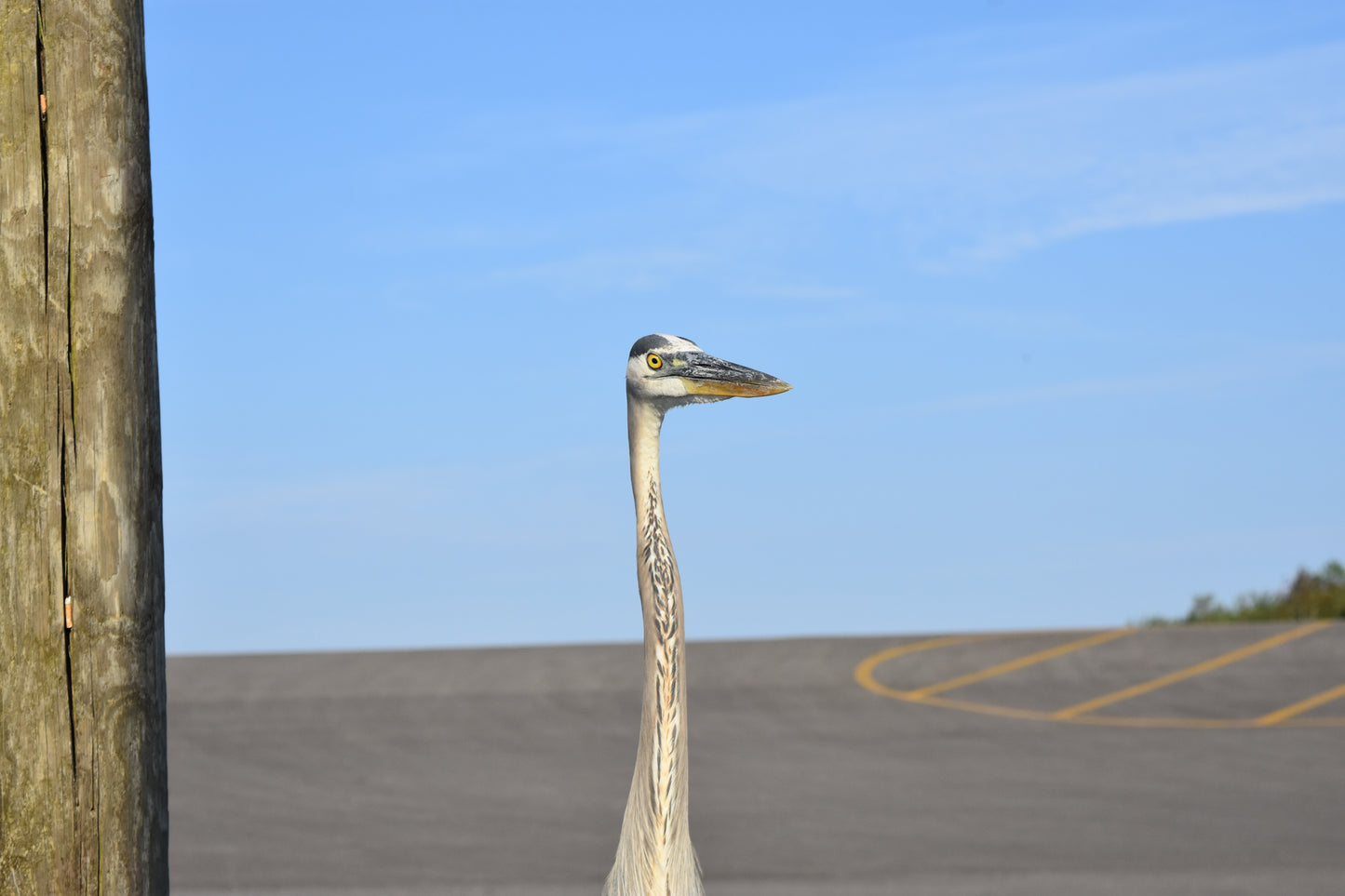 Heron Watches