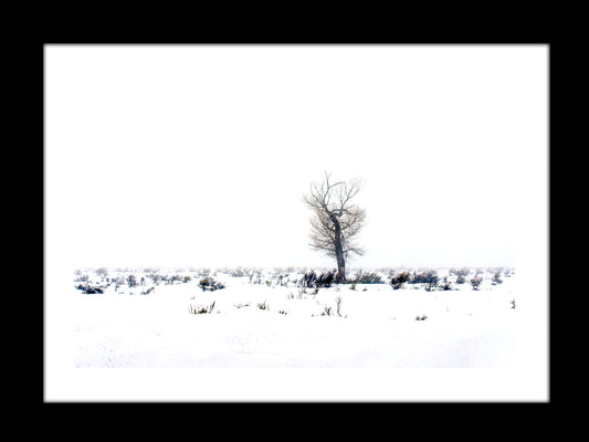 Lone-Tree_Original_Photograph_by_Kim_A._Bailey