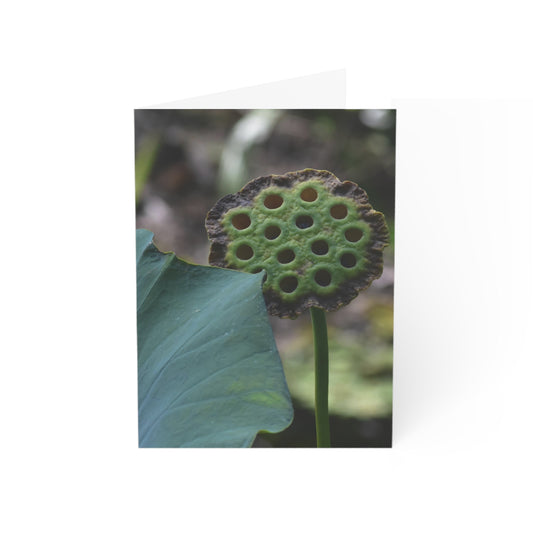 Lotus Flower Seed Pod Note Card
