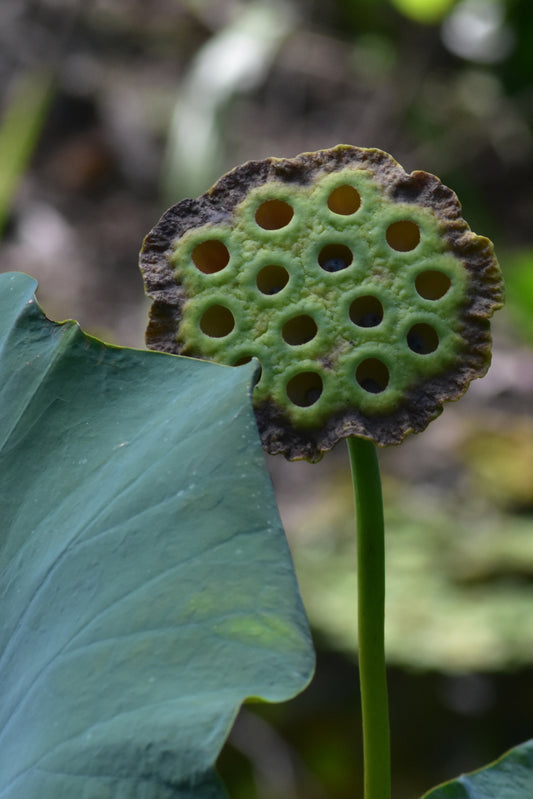 A close-up color photograph of a green and brown Lotus Flower Seed Pod with a large green leaf in the foreground.