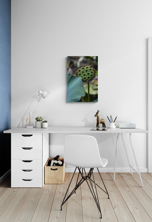 Lotus_Pod Original Photograph by Kim A. Bailey over a white desk