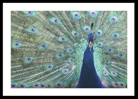 Majestic Peacock Original Photograph by Kim A. Bailey