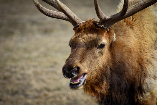 Close-up of a large elk with prominent antlers against a blurred natural background