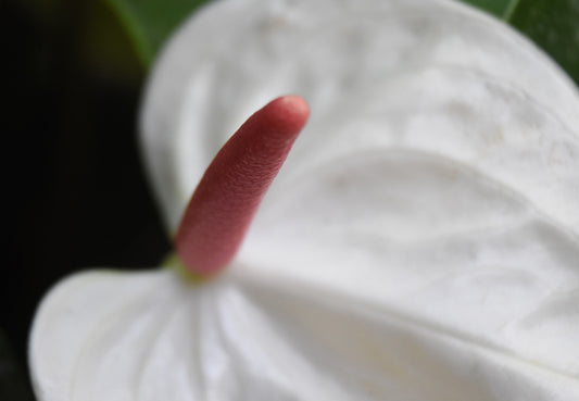 Close-up of a white Anthurium flower with a pink spathe, showing texture and detail.