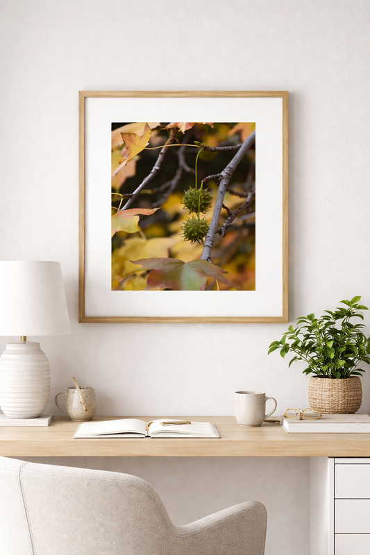 Sweetgum Seeds in Autumn Light