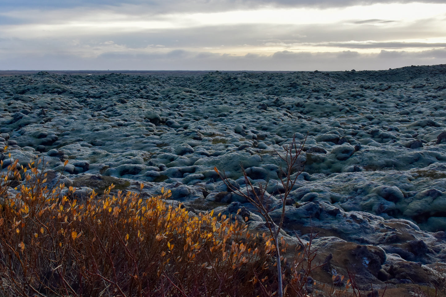 A landscape photograph featuring moss-covered lava rocks with a tree in the foreground and the ocean in the background, under a cloudy sky.