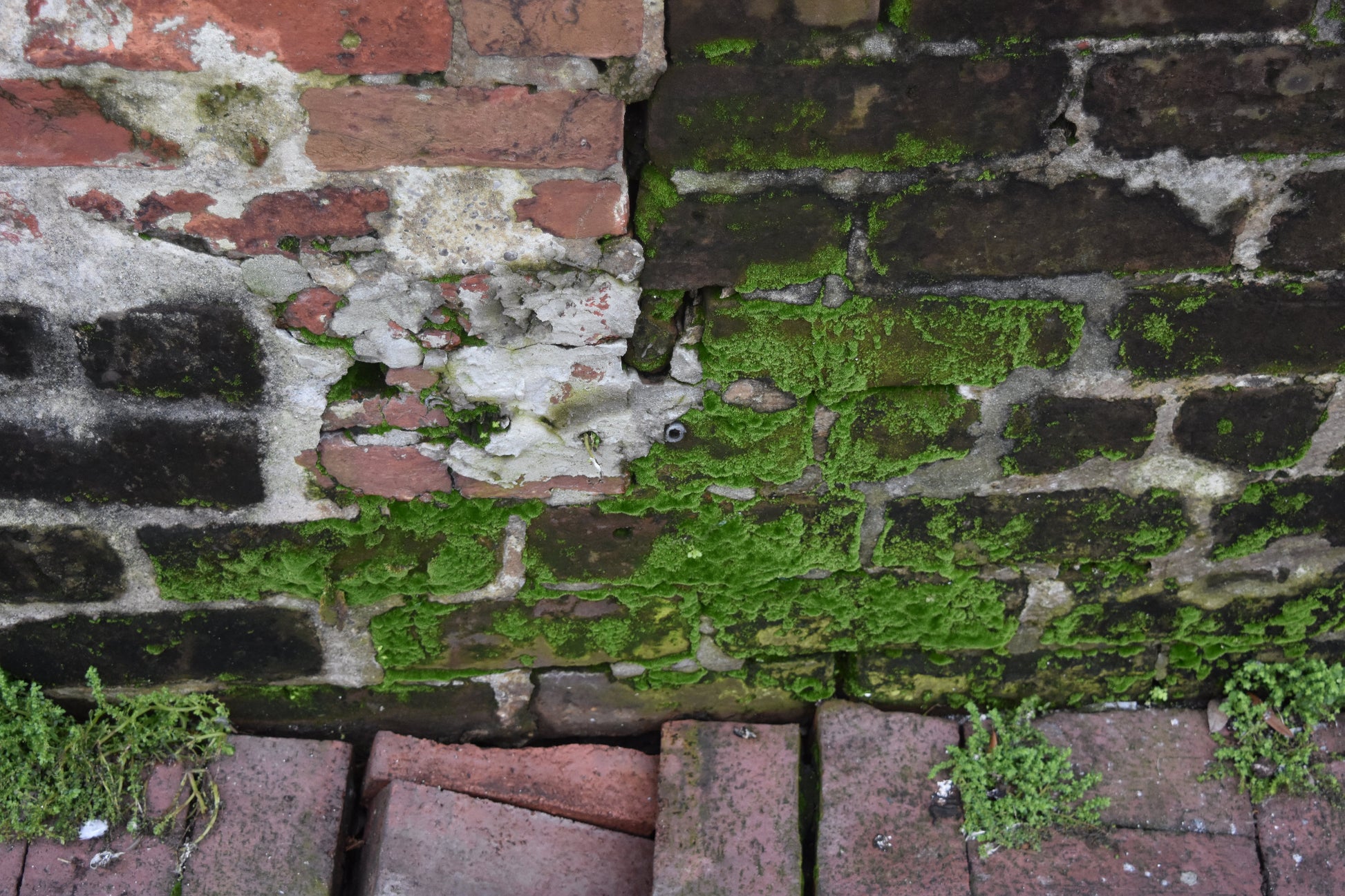 Close-up abstract photograph of a weathered brick wall with vibrant green moss growing on it. Moss and Bricks, Original Photograph by Kim A. Bailey