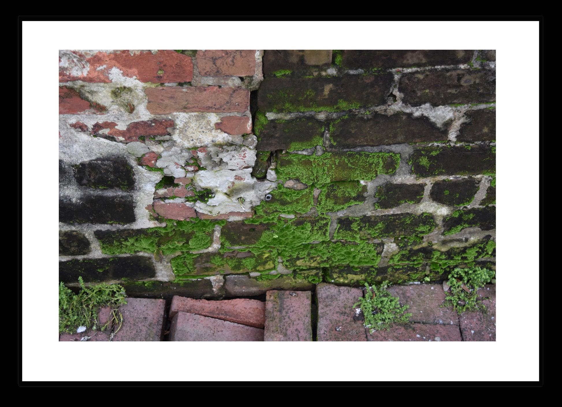 Moss and Bricks, Original Photograph by Kim A. Bailey