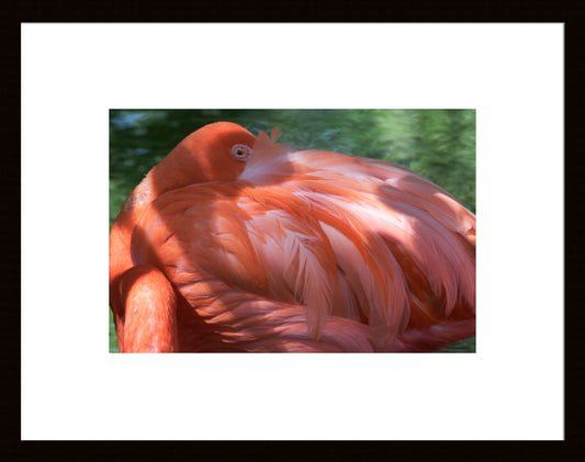 Napping Pink Flamingo, Original Photograph by Kim A. Bailey