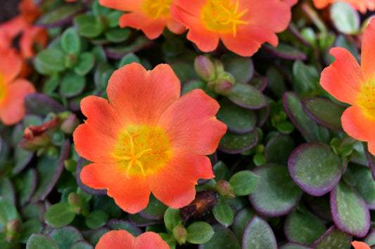 Close-up photograph of orange flowers with yellow centers, green leaves in the background. Orange Flowers and Deep Green Leaves, Original Photograph by Kim A. Bailey