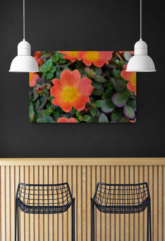 Orange Flowers and Deep Green Leaves, Original Photograph by Kim A. Bailey