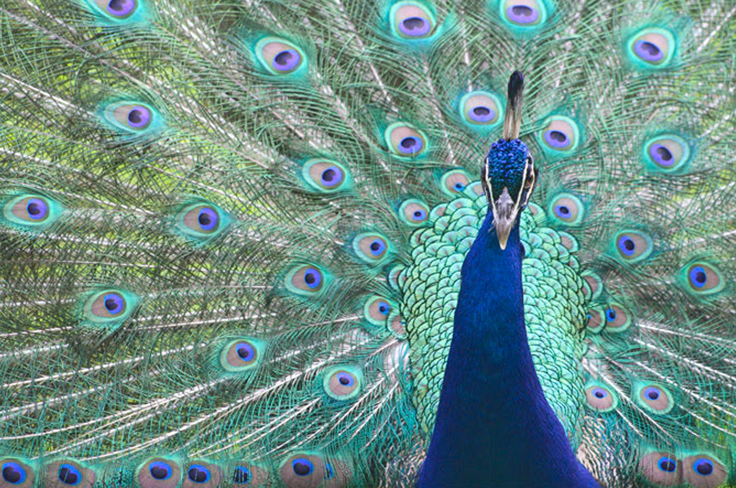 Majestic Peacock