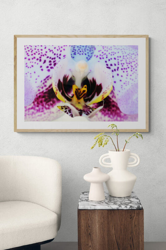 Phalaenopsis Orchid, Original Photograph by Kim A. Bailey