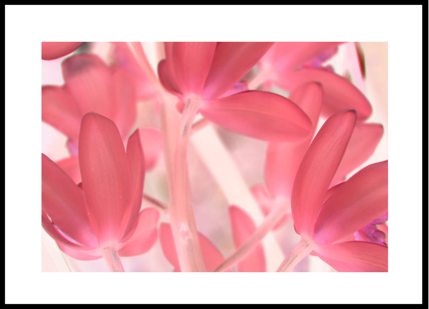 Pink Tinted Orchid - CUSTOMIZABLE!