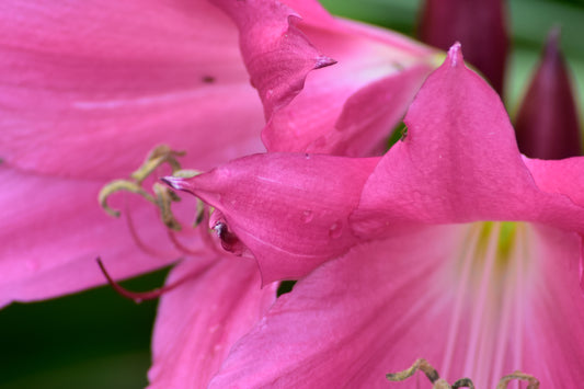 Close-up of two pink lilies with detailed stamens and pollen-kissed centers, showing soft, velvety petals with subtle gradients of blush and fuchsia. Pink Lilies, Original Photograph by Kim A. Bailey