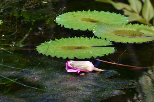 A photograph depicting a pink water lily laying on the surface of a pond, with three large green lily pads floating above it. Pink Water Lily Laying on the Pond