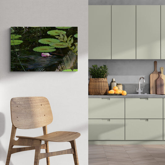 Pink Water Lily Laying on the Pond