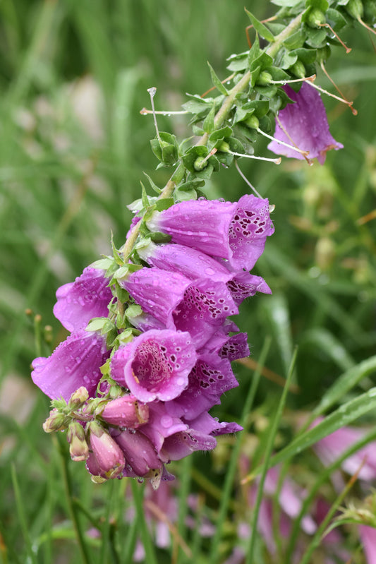 A close-up photograph of a purple foxglove flower with a backdrop of green foliage. Purple Foxglove Original Photograph by Kim A. Bailey