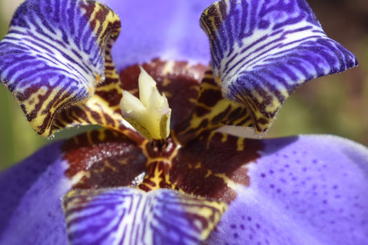 Close-up of a purple iris flower showcasing its detailed pattern and vibrant color. Purple Iris, Original Photograph by Kim A. Bailey