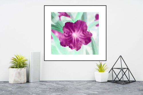 Purple Petunia (Customizable