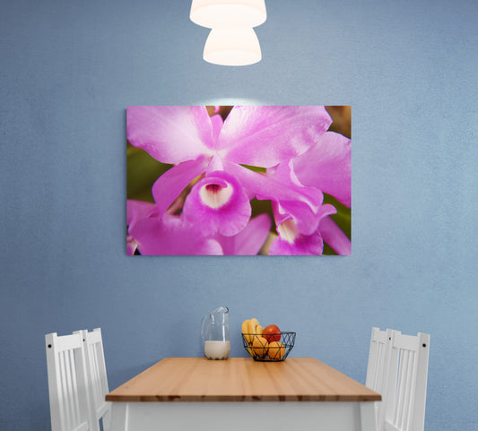 Purple Skinneri Orchids, Original Photograph by Kim A. Bailey