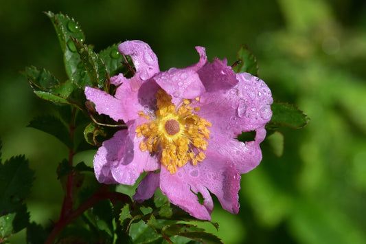 A close-up image of a vibrant purple wildflower with dew on its petals, photographed in Bar Harbor, Maine. Purple Wildflower, Original Photograph by Kim A. Bailey