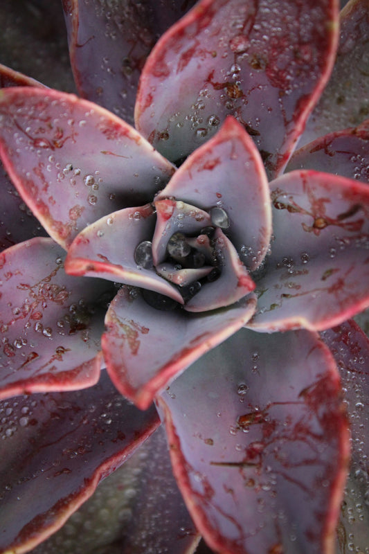 Close-up of a succulent with water droplets on its leaves