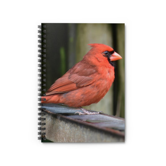 A spiral notebook with a photograph of a red cardinal bird on the cover.