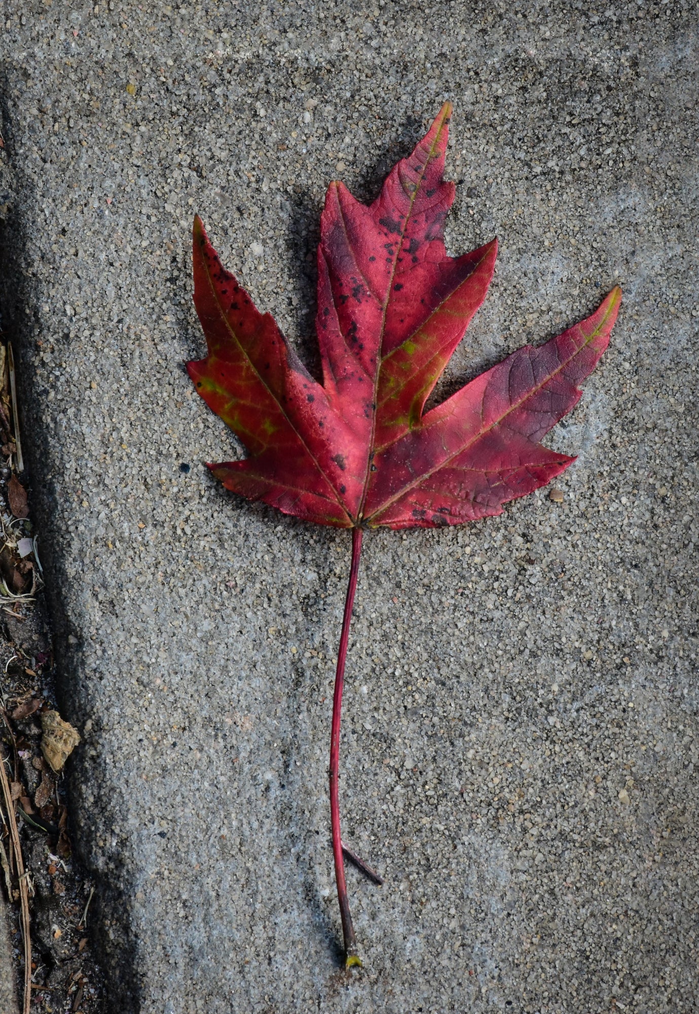 Red maple leaf on a concrete surface