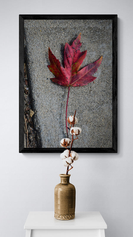 Red Maple Leaf, Original Photograph by Kim A. Bailey in Front of Cotton Twig