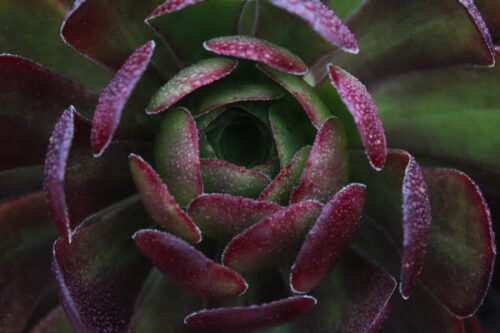Red and Green Succulent, Original Photograph by Kim A. Bailey